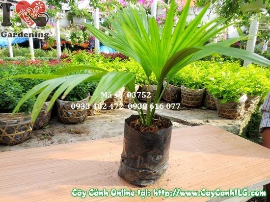 Cây cọ con 15cm - chăm sóc và phát triển
