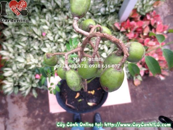 Cây cóc Thái cao 60cm sai quả tại vườn ILG
