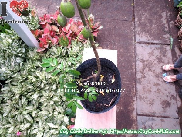 Cây cóc Thái cành lá xanh tươi sai quả
