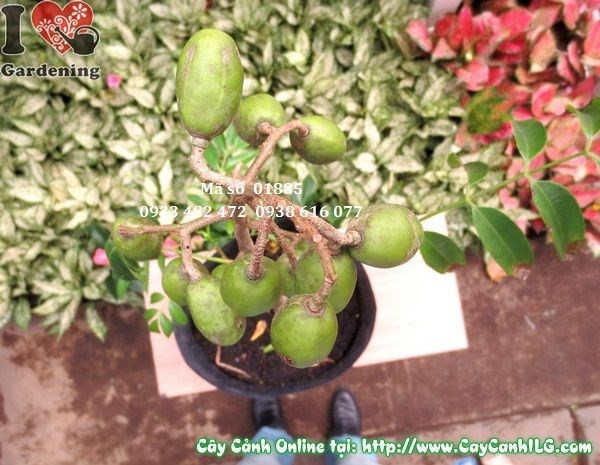 Cây cóc Thái cao 60cm thân cứng cáp tán lá đẹp