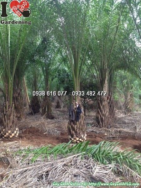 Cây cọ dầu cao 4m lóng 1m – cây công trình lớn