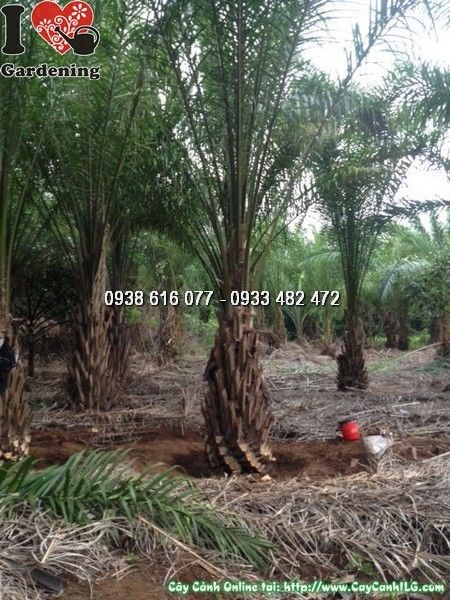 Cây cọ dầu 4m lóng 1m – điểm nhấn cảnh quan công trình lớn