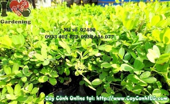 Cây cỏ đậu phộng cao 10cm – cây giống Ms 02480 tại ILG