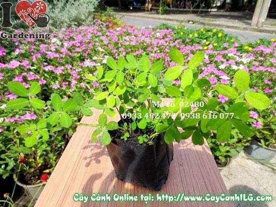 Cỏ đậu phộng trồng mảng lớn tại công trình cảnh quan