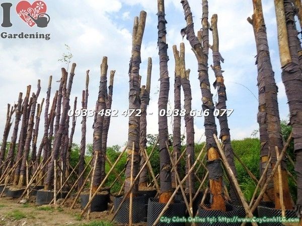 cây công trình đang dưỡng trong bầu tại ILG