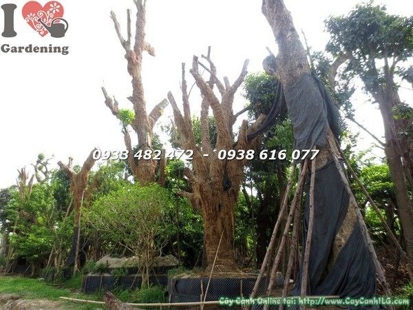 cây công trình đang dưỡng khỏe mạnh tại vườn ILG