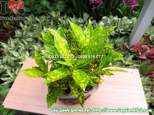Màu sắc lá cây cô tòng rực rỡ dưới ánh nắng