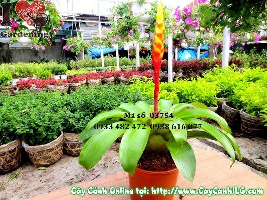 Cây cờ vàng cao 35cm – Ms 03754 tại vườn ILG