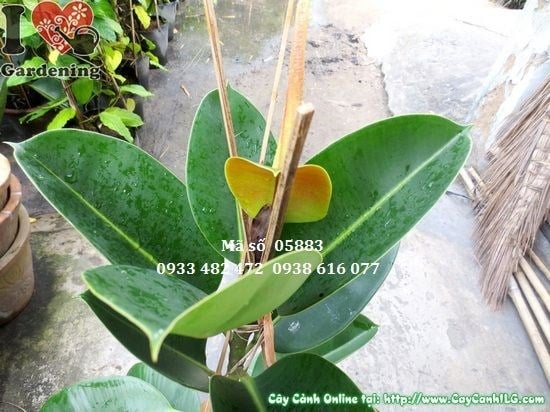 Hình ảnh cây đa búp đỏ nhỏ 50cm – Ms 05883 tại vườn ILG