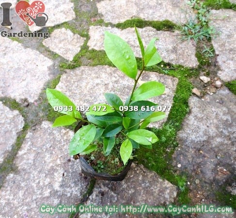 Cây Dạ Hợp Hương giống cao 20cm – cành lá xanh tươi, sinh trưởng tốt