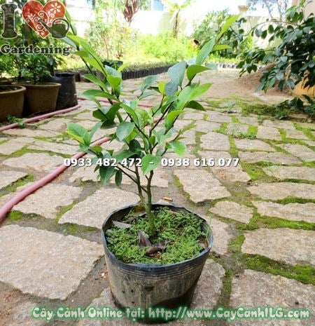 Hoa Dạ Hợp Hương nở trắng thơm ngát, chụp gần