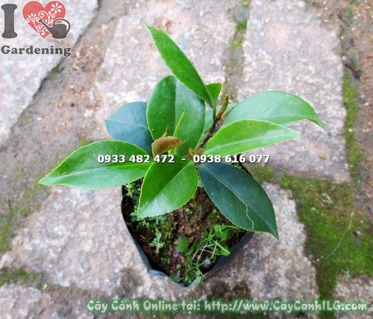 Cây dạ hợp hương giống cao 12cm lá xanh tươi sức sống tốt