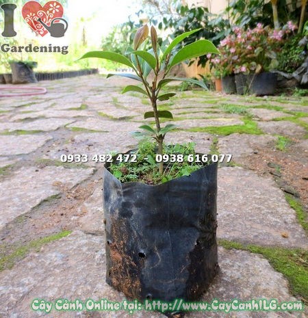 Cây dạ hợp hương giống nhỏ cao 12cm Ms 16834 tại vườn ILG