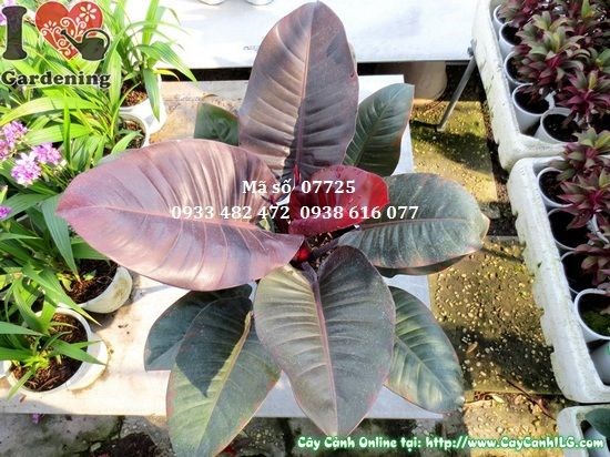 Cây đại đế tím cao 45cm – lá tím đậm sang trọng