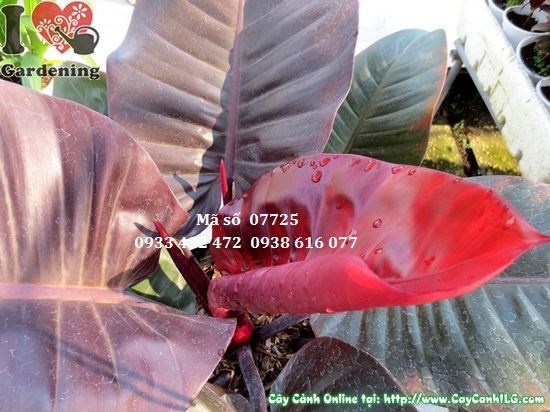 Cây đại đế tím đẹp phù hợp trang trí nội thất văn phòng