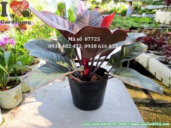 Cây đại đế tím Ms 07725 – lá tím đặc trưng Philodendron