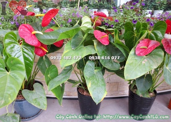 Cây Đại Hồng Môn Hoa Đỏ trong không gian nội thất
