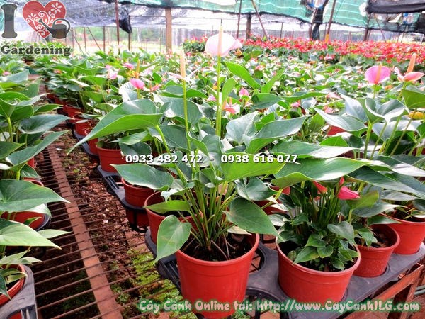 Cây tiểu hồng môn chậu trung ms 14354
