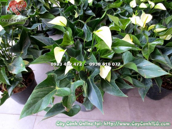 Hoa cây đại hồng môn xanh cao 40cm chăm sóc tại nhà