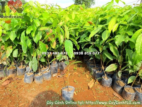 Cây dái ngựa giống cao 50cm Ms 18174 - cây gỗ bóng mát chịu hạn ILG