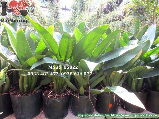 Chi tiết lá và thân cây Đại Phát Tài xanh mướt