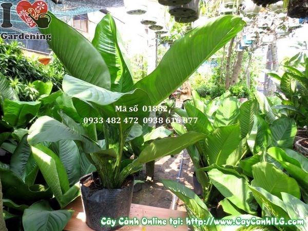 Cây đại phú cao 1m – cây phong thủy may mắn tài lộc tại ILG