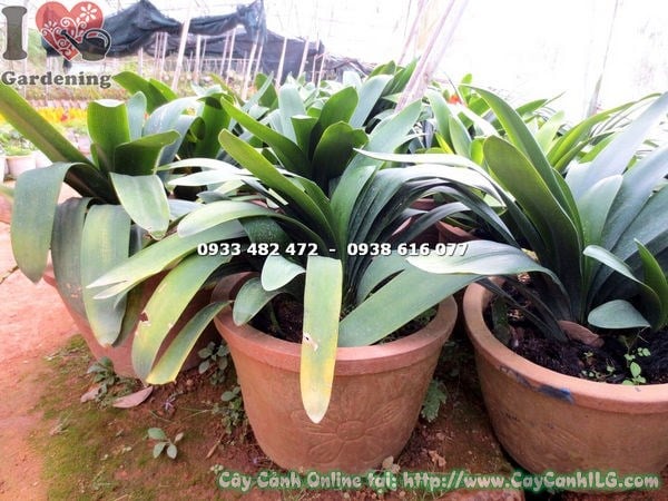 Cây Đại Quân Tử cao 30cm – Ms 14703 tại vườn ILG