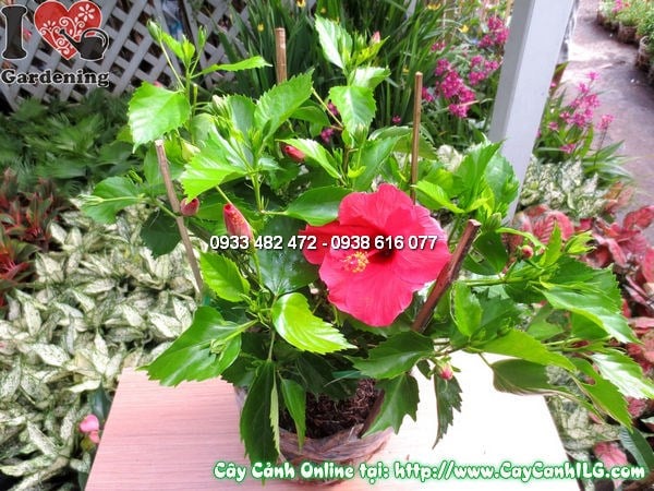 Cây dâm bụt cao 30cm – giống cây hàng rào ra hoa quanh năm