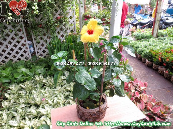 Hoa dâm bụt mỹ nở đẹp – chăm sóc đúng kỹ thuật