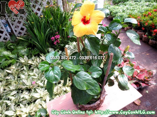 Ứng dụng cây dâm bụt mỹ trong cảnh quan sân vườn