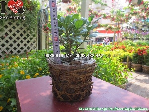 Cây da Nhật đang phát triển tốt, tán dày xanh mướt
