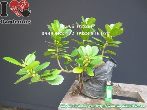 Cây da Nhật giống mới có trái cao 20cm