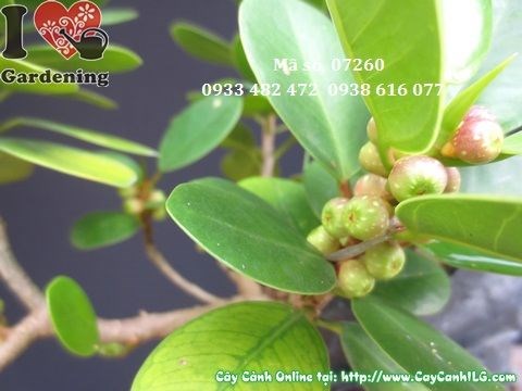Mẹo chăm sóc cây da Nhật bonsai khoẻ đẹp