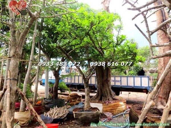 Cây đào tiên cảnh - hoa vàng rực rỡ và quả đặc trưng
