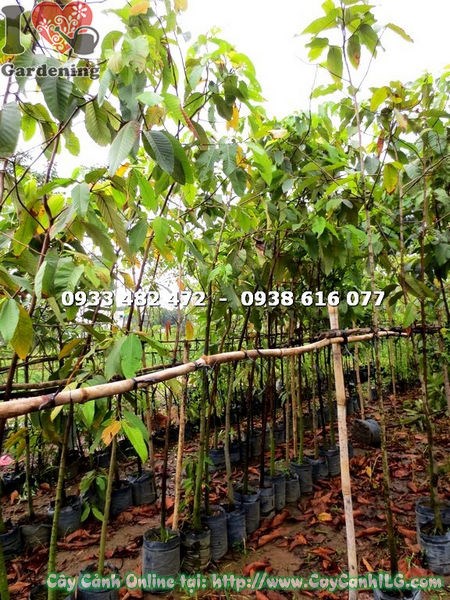 Cây dầu giống cao 2m5 tại vườn ILG - cung cấp sỉ lẻ công trình