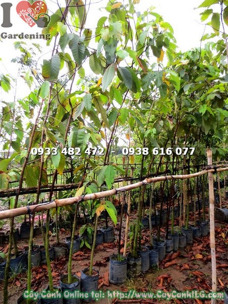 Hình ảnh thực tế cây dầu cao 2,5m tại ILG - Ms 08142