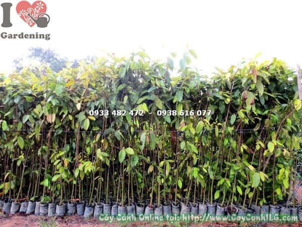 Cây dầu rái cao 2m2 – Ms 17606 – cây cảnh quan đường phố ILG