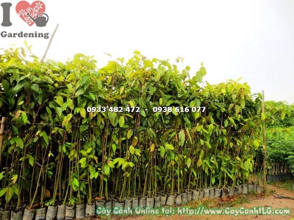 Hình ảnh cây dầu rái cao 2m2 Ms 17606 tại vườn ILG