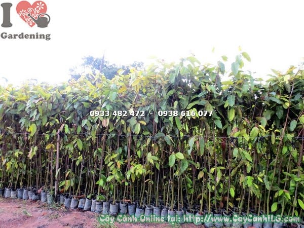 Cây dầu rái cao 2,2m tán xanh rộng – cây cảnh quan đô thị ILG