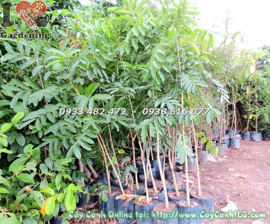 Dịch vụ vận chuyển cây cảnh ILG toàn quốc