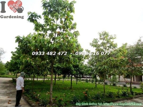 Cây Dầu Tàn Tự Nhiên cao 4m đường kính 10cm - cây bóng mát công trình ILG