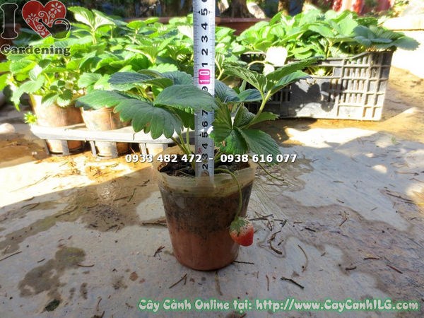 cây dâu tây có trái cao 20cm – giống cây sai trái tại ILG