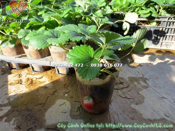 cây dâu tây giống cao 20cm lá xanh tươi thân bò đẹp