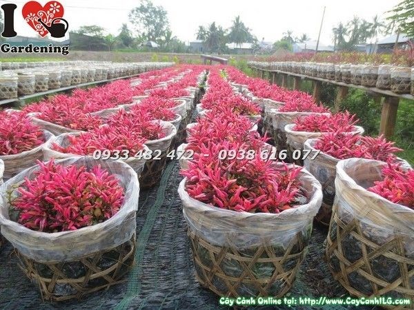 Cây dền đỏ 8cm chăm sóc tại vườn