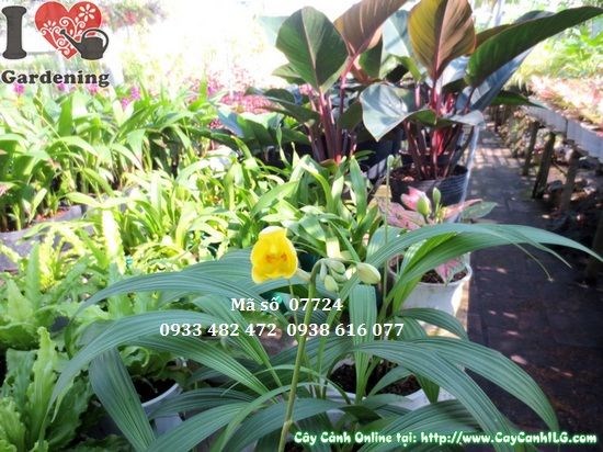Cây địa lan vàng giống mới - hoa vàng nổi bật trong không gian xanh