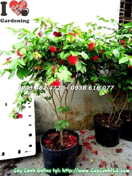 Chăm sóc cây Diệp Lào cao 77cm – tưới nước và bón phân đúng cách