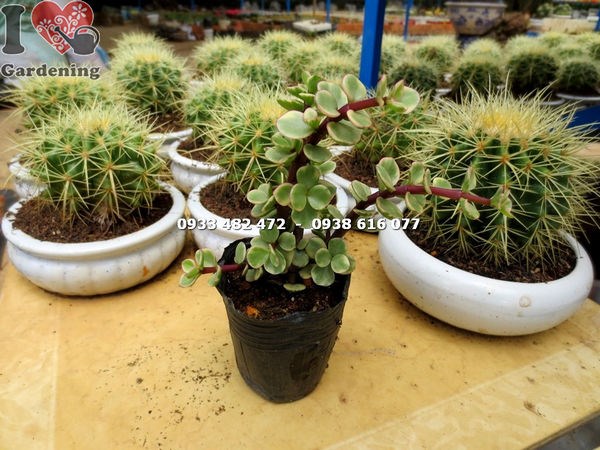Cây đô la trắng nhỏ Ms 14154 - cây mọng nước mini trang trí bàn làm việc