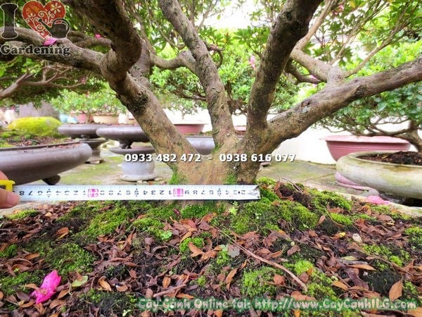 Cây đỗ quyên bonsai cao 70cm Ms 12923 tại vườn ILG