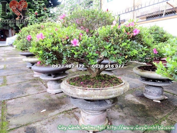 Cây đỗ quyên bonsai 70cm đang ra hoa rực rỡ
