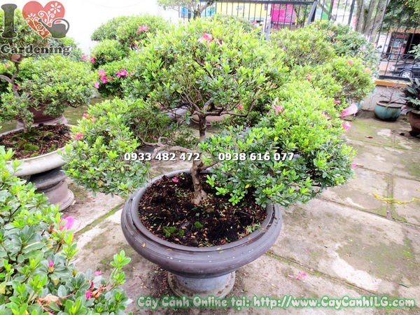 hình ảnh cây đỗ quyên bonsai đẹp cao 75cm ms 12975